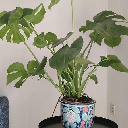 Apartment Sea, Sun & Sight *